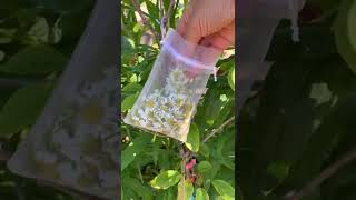 chamomile flower harvest for tea#viral #shorts#reels#trending #trend#short#video#viral #garden#like