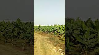 Banana Field #banana #agriculture #fruit #fruits #bananas #farming #freshfruits #agro #agricultural