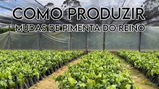 COMO PRODUZIR MUDAS DE PIMENTA DO REINO