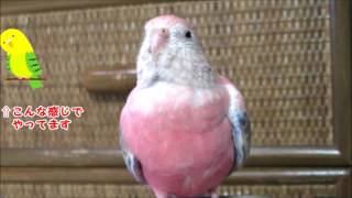 アキクサインコのモモちゃん　首を傾げる～♥　Bourke's parrot (Momo-chan)