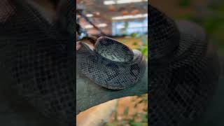 What a Pretty Boa!! 🐍 ✨ | C.Z.S #shorts #animals #calgaryzoo #czs #boa #snake