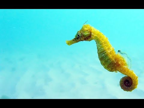 What is unique about seahorses?