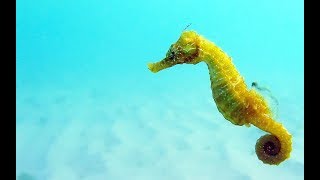 Facts: The Seahorse