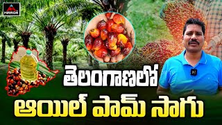 తెలంగాణలో ఆయిల్ పామ్ సాగు..!! | Alair Farmers Cultivating Oil Palm | Telangana | Mirror TV