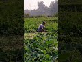 একজন কৃষকের জীবন farmers vegetables field shorts farmerslife @sawkathossain97