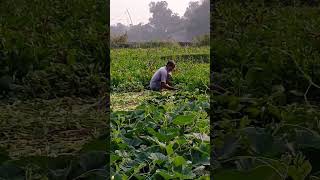 একজন কৃষকের জীবন #farmers #vegetables #field #shorts #farmerslife @sawkathossain97