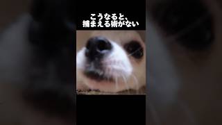 ソファ下の攻防戦を制したのは、、#いぬすたぐらむ#チワワ #犬のいる生活