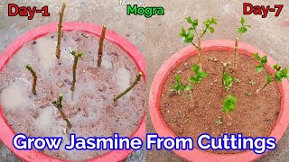 How To Grow Jasmine ( Mogra ) From Cuttings/Grow Jasmine plant from cuttings/Grow Mogra plant in pot