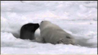 HARP SEALS PUPS