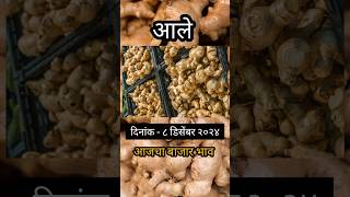 Ginger price|ajche ale bajar bhav|आजचे adrak bajar bhav #आले #आले_बाजार_भाव #adrak #ginger