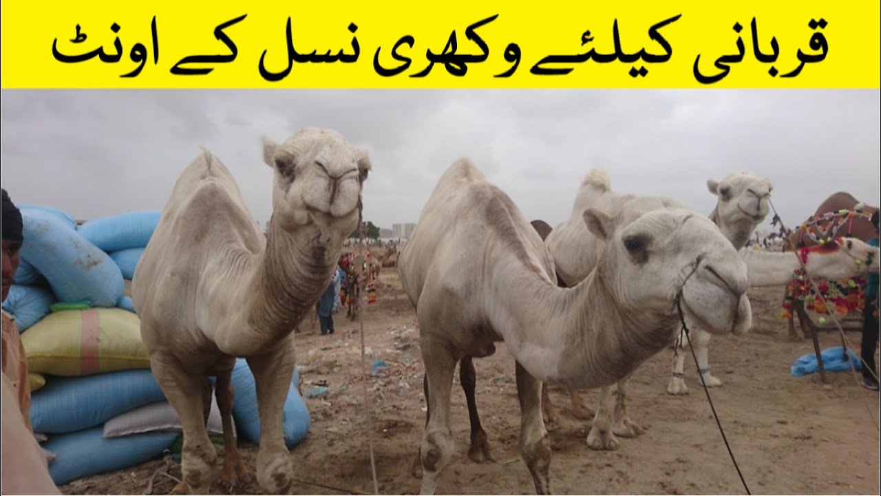 Eid Ul Azha High Price Giant White Camels Of Baluchistan In Karachi ...