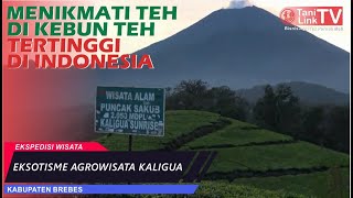 Agrowisata Kaligua, Eksotisme Kebun Teh Tertinggi di Indonesia