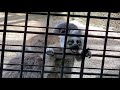 八木山動物公園　ワオキツネザル