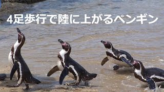 【ペンギン かわいい】四足歩行するペンギン 長崎ペンギン水族館