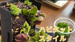 ［ハビタットスタイル］食虫植物セファロタスの HABITAT STYLEに挑戦！