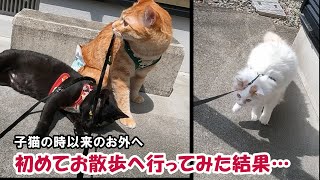 【初！お散歩】保護以来のお外に出た猫達の三者三様がこちら