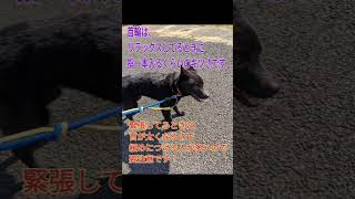 柴犬・甲斐犬ブリーダー廃業レスキュー　ねねちゃんの脱走防止策　逃げたら最期だと思え！