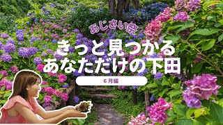 きっと見つかるあなただけの下田～6月編～