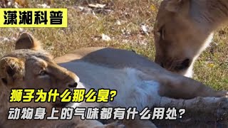 狮子因为身上太臭捕猎失败，动物身上的气味都有什么用处？