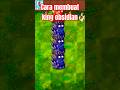 Cara Membuat King Obsidian Yang Op Parah #plantvszombiefusion