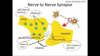 Neurotransmission