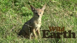 WildEarth - Sunrise - 13 September 2020