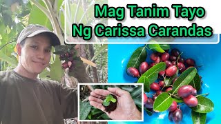 Paano Mag -Germinate ng Carissa Carandas Seeds or Bengal Currant 🌻🌿