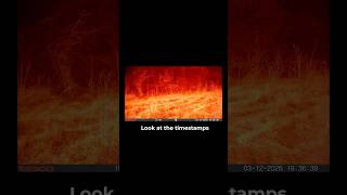 Trail Cam Survived and Took Photos #photo #wildfire