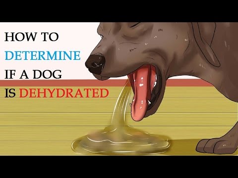 How to Determine if a Dog Is Dehydrated How to Determine if a Dog Is Dehydrated