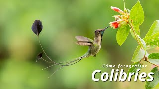 Cómo Fotografiar Colibríes