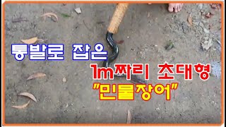 [특별기획 #9]  통발로 잡은 1m짜리 초대형 민물장어