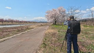 【ふるさと百景】　春を感じながらサイクリング　矢代川沿い（新潟県妙高市）