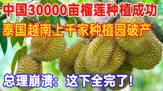 中国30000亩本土榴莲种植成功，泰国越南傻眼：高价榴莲卖给谁？上千家种植园破产，总理崩溃：这下全完了！