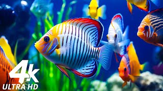 Underwater World 4K (ULTRA HD) - Discover the Beauty of Coral Reef Fish - Relaxing Music