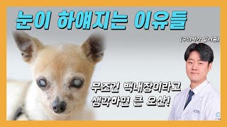 눈이 하얘지는 이유들 / 백탁현상 원인이 무조건 백내장은 아니다!  (우리동네수의사)