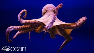 Octopuses Are Even Cooler Than You Think