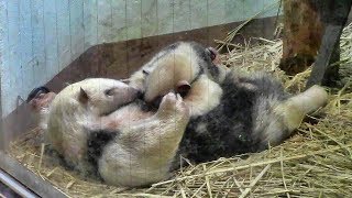 ミナミコアリクイの赤ちゃん 「サン」（上野動物園）Baby Southern Tamandua