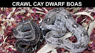 Crawl Cay Dwarf Boas