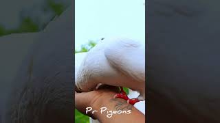 🕊️😍புறாக்களை வீட்டில் பழக்குவது எப்படி ‼️ #trending #pigeontraining  #shorts #prpigeons