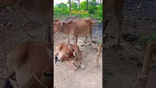 দেশী গরু।  #viralvideo #গরু #krishikhamar #krishibd #গরুর_হাট #গরু #খামার