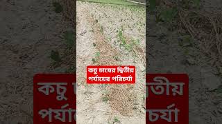 কচু চাষের দ্বিতীয় পর্যায়ের পরিচর্যা কিভাবে করা হয়?