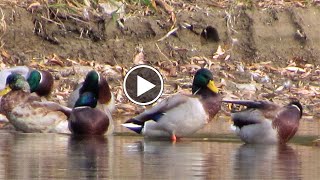 Chernivtsi. Ducks on the lake in \