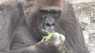 【もぐもぐ食べる】ゴリラ【千葉市動物公園】