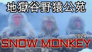 【地獄谷野猿公苑】Snow Monkey