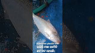 ଇଲିସି ମାଛ କେମିତି ଛଟ ପଟ ହେଉଛି।