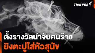 ตั้งรางวัลนำจับคนร้ายยิงตะปูใส่หัวสุนัข | วันใหม่ ไทยพีบีเอส | 4 มี.ค. 67