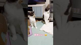 ラジオ体操第一猫 #shorts #猫 #cat #cute