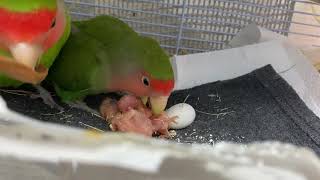 200902　2羽目うまれてた　小桜インコ　我が家の天使たち5羽α