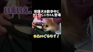 保護犬の散歩中に突然...!がじいちゃん過ぎる #保護犬 #犬 #ポメラニアン #dog #pomeranian #おもしろ動画