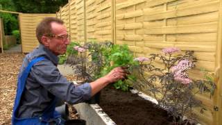 TOPHEESTERS® Sambucus Nigra BLACKLACE